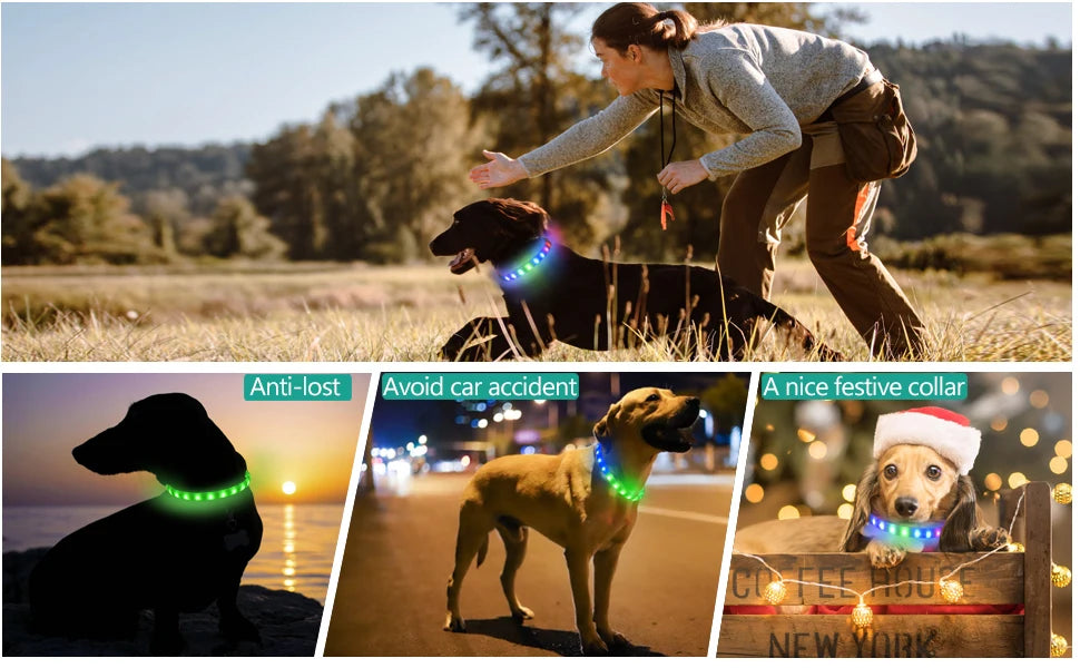 GlowWalk™ Rechargeable LED Dog Collar
